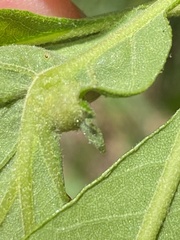 Andricus quercusutriculus