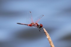 Celithemis bertha