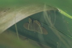 Phrygionis paradoxata