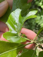 Andricus quercusutriculus