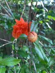 Punica