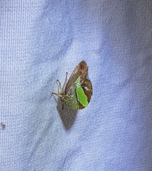 Smilia camelus