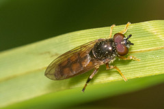 Platycheirus quadratus