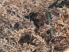 Anaxyrus houstonensis