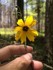 Coreopsis falcata