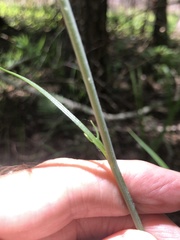 Coreopsis falcata