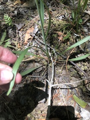 Coreopsis falcata