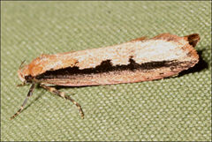 Leptocroca sanguinolenta