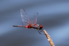 Celithemis bertha