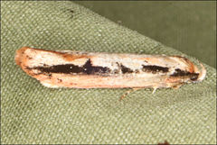 Leptocroca sanguinolenta