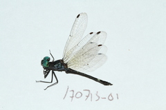 Nephepeltia phryne