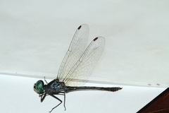 Nephepeltia phryne
