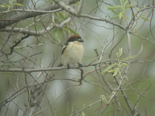 Balearic Woodchat Shrike