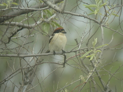 Lanius senator badius