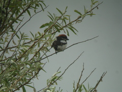 Lanius senator badius