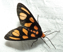 Amata aperta