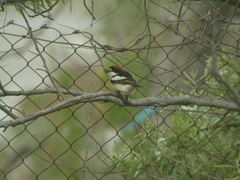 Lanius senator badius