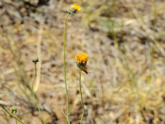 Chauliognathus scriptus
