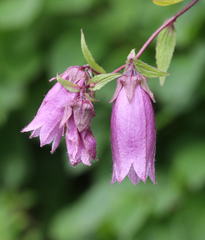 Campanula punctata hondoensis
