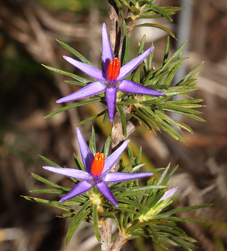 Calectasia cyanea