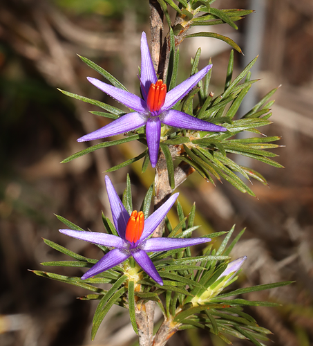 Blue tinsel-lily (Calectasia cyanea)