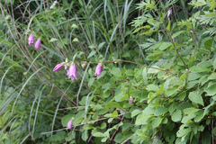 Campanula punctata hondoensis