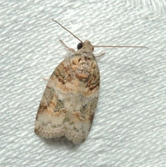 Garella vallata
