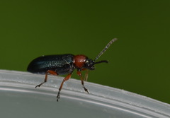 Oulema melanopus