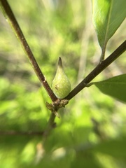 Amphibolips acuminata