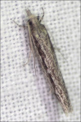 Holocola melanographa