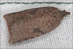 Meritastis polygraphana