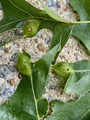 Dryocosmus quercusnotha