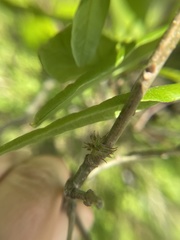Dryocosmus floridensis