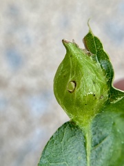 Dryocosmus quercusnotha