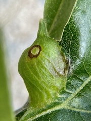 Dryocosmus quercusnotha