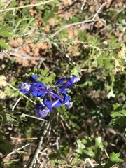 Delphinium scaposum