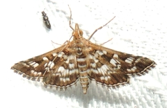 Sameodes iolealis