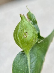 Dryocosmus quercusnotha