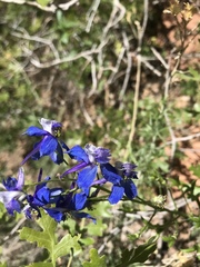 Delphinium scaposum