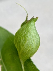 Dryocosmus quercusnotha