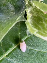 Dryocosmus quercusnotha