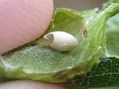 Dryocosmus quercusnotha