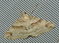 Syneora hemeropa