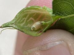 Dryocosmus quercusnotha