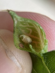 Dryocosmus quercusnotha