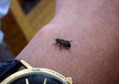 Astylus cyanerythrus