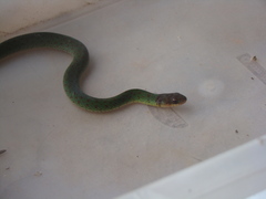 Erythrolamprus typhlus