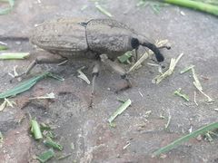 Sphenophorus rusticus