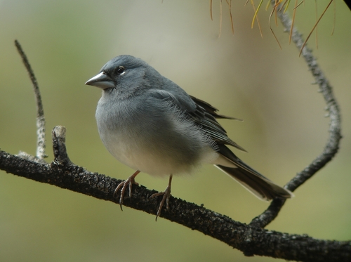 Fringilla teydea