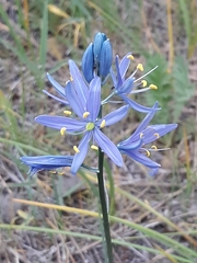 Camassia quamash quamash